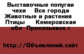 Выставочные попугаи чехи  - Все города Животные и растения » Птицы   . Кемеровская обл.,Прокопьевск г.